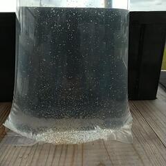 ミジンコ　みじんこ　タマミジンコ　めだか　ブルータイガーパロット　活餌の画像