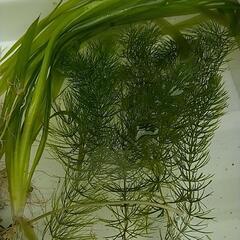 ミジンコ　みじんこ　タマミジンコ　めだか　ブルータイガーパロット　活餌の画像