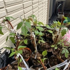 野菜の苗各種　150円！の画像