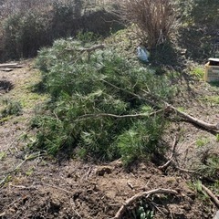 高野槙の画像