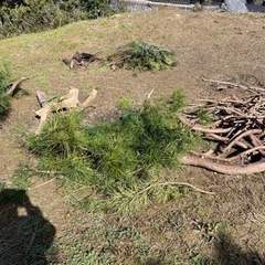 高野槙の画像