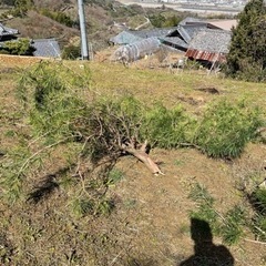 高野槙の画像