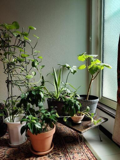 観葉植物　8点+おまけ2点
