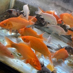錦鯉　いろいろ　水槽飼育　の画像