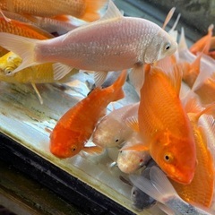 錦鯉　いろいろ　水槽飼育　