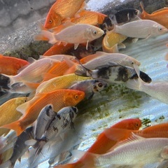 錦鯉　いろいろ　水槽飼育　の画像