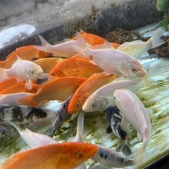 錦鯉　いろいろ　水槽飼育　の画像
