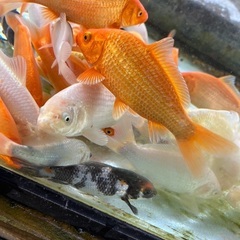 錦鯉　いろいろ　水槽飼育　の画像