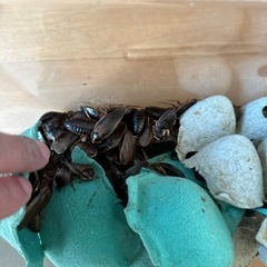 デュビア成虫70匹