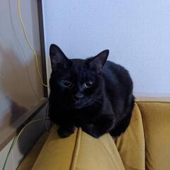 人懐っこい猫3匹 - 猫