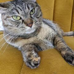 人懐っこい猫3匹 - 里親募集