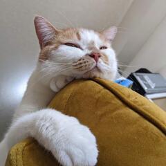 人懐っこい猫3匹 − 北海道