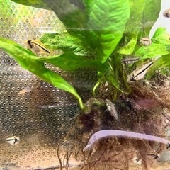 アピストグラマ カカトゥオイデス ダブルレッド 稚魚の画像
