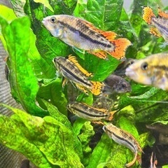 アピストグラマ カカトゥオイデス ダブルレッド 稚魚の画像