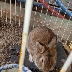ウサギ🐰さん、もらっていただけませんか？