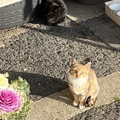 サビ猫、黒猫、キジトラ（母猫）