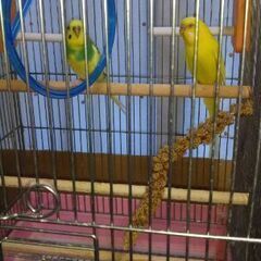 鳥 インコ 差し上げます 