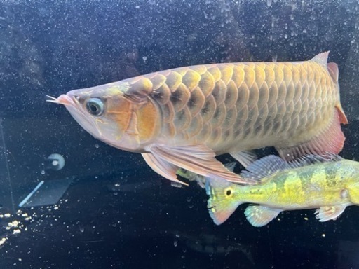 熱帯魚　古代魚　アロワナ　水槽