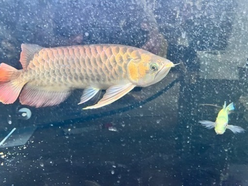 熱帯魚　古代魚　アロワナ　水槽