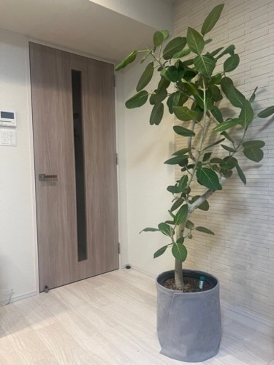 大型観葉植物(ベンガレンシス)