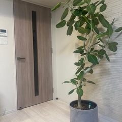 大型観葉植物(ベンガレンシス)