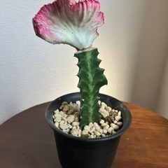 いちご色 お洒落 マハラジャ ビザールプランツ 鉢付 鉢 観葉植...