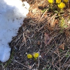 福寿草と物々交換希望の画像