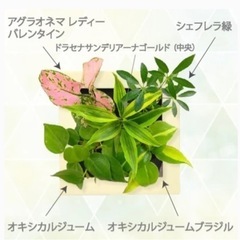 挿し木　管挿し　茎伏せ　サンデリアーナ・ゴールド   水挿し　挿し穂　葉　フラワーアレンジ　ドラセナ サンデリアーナ　茎　ミリオンバンブー　ガーデニング　ハイドロカルチャー　増やせる　フラワーアレンジメント　壁掛け　インテリア　風水　金運　幸運　観葉植物　浄化　癒し　マイナスイオン　会社　インテリア　リビング　ダイニング　オフィス　竹　水耕栽培　の画像