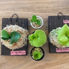【観葉植物】 ◉ビカクシダ　 サタヒップ　Sattahip リドレードワーフ　Ridleyi Dwarf  2枚セット＋おまけ苗3個　　(商談中)の画像