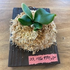 【観葉植物】 ◉ビカクシダ　 サタヒップ　Sattahip リドレードワーフ　Ridleyi Dwarf  2枚セット＋おまけ苗3個　　(商談中)の画像