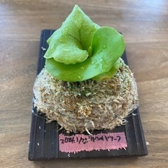 【観葉植物】 ◉ビカクシダ　 サタヒップ　Sattahip リドレードワーフ　Ridleyi Dwarf  2枚セット＋おまけ苗3個　　(商談中)の画像