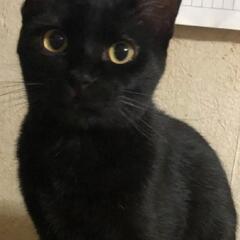 🌸急募🌸11ヵ月〜1歳くらいの甘えん坊黒猫ちゃんの里親様を募集し...