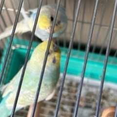 里親様決まりました。たくさんのお問い合わせありがとうございました
