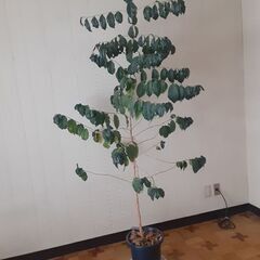 観葉植物　コーヒーの木①