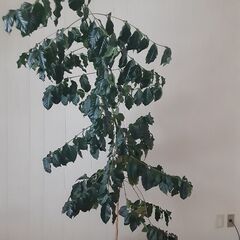 観葉植物　コーヒーの木②