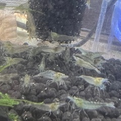 ミナミヌマエビ　10匹の画像