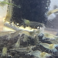 ミナミヌマエビ　10匹の画像