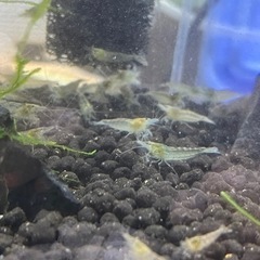 ミナミヌマエビ　10匹