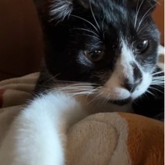 初心者さん、１匹で飼えます❣️飼いやすい２歳のハチワレ男子！良い...