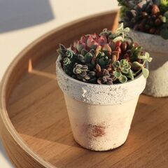 ミニ多肉植物寄せ植え教室
