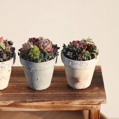 ミニ多肉植物寄せ植え教室 - 富山市