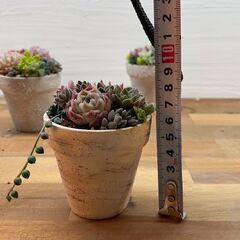 ミニ多肉植物寄せ植え教室 − 富山県