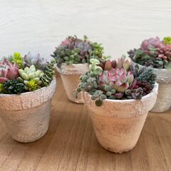 ミニ多肉植物寄せ植え教室 - ワークショップ