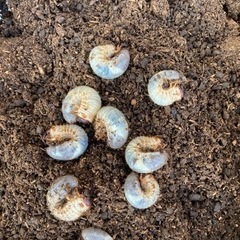 売約済　国産カブトムシ幼虫　2匹