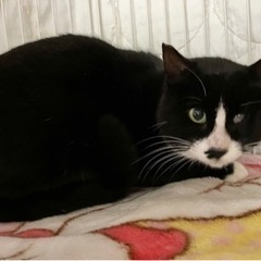 はちわれ♂1歳【正式譲渡済み】