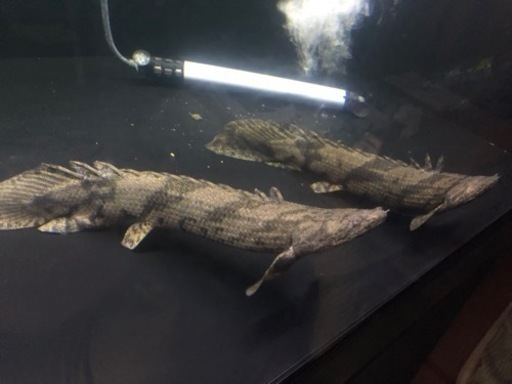 ポリプテルスエンドリケリーワイルド個体