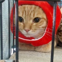 急募！　1歳過ぎ　まん丸お顔でお返事上手なムギちゃん【3月10日...