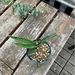 Sansevieria pinguiculaサンセベリア　観葉植物　　　の画像