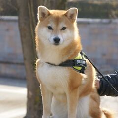【枚方】ペット写真・出張撮影サービス
