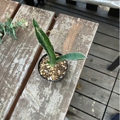 Sansevieria pinguiculaサンセベリア　観葉植物　塊根植物　多肉植物　ビザールプランツ　レアプランツ　ガーデニング　植物　グリーン　趣味　盆栽　葉　花　庭　草　インテリア　おしゃれ　飾り　園芸　　観葉植物　　　の画像